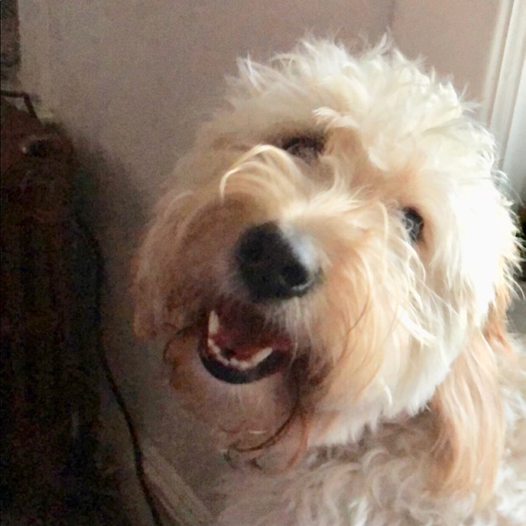 Meet your Posher, Lindsay - Picture 1 of 1